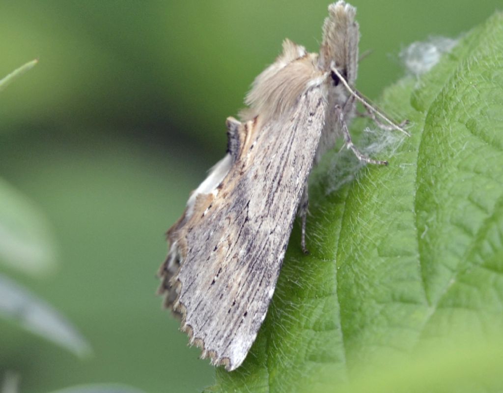 Falena id. - Pterostoma palpina